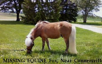 MISSING EQUINE Fox, Near Connersville, IN, 47331